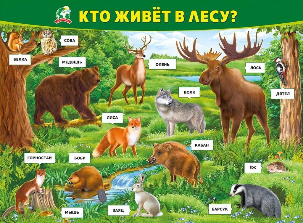 лес.jpeg