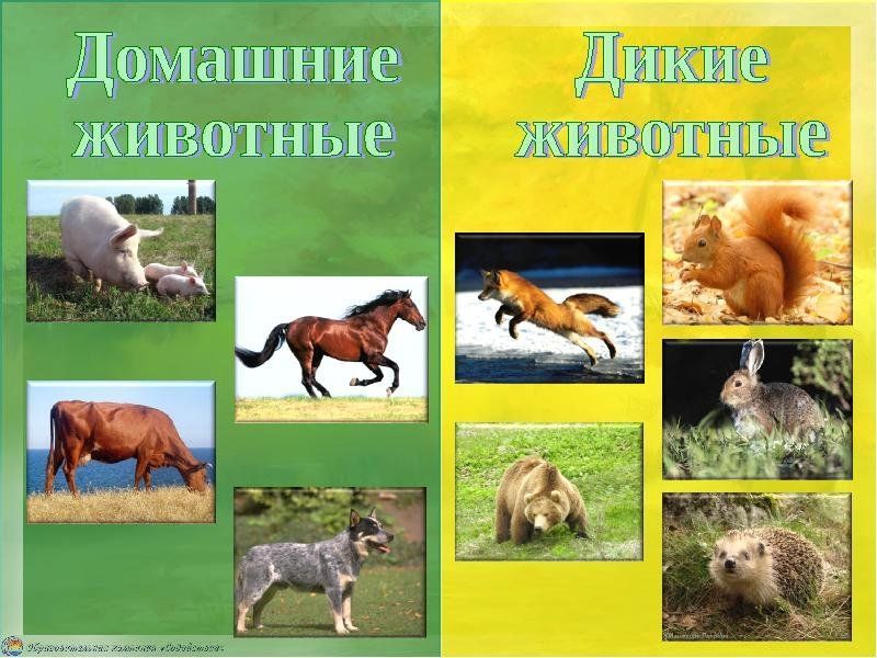 дикие и дом.jpg